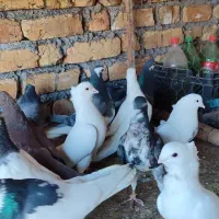 پرنده فروشی|پرنده|باغ بهادران, |دیوار