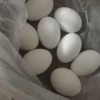 فروش تخم مرغ محلی