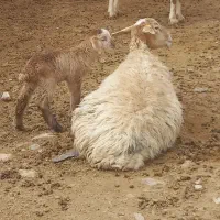 میش و بره|حیوانات مزرعه|بجنورد, |دیوار