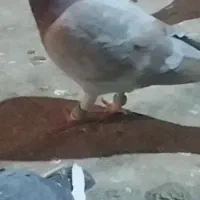 پرنده|پرنده|نیشابور, ابراهیمی|دیوار