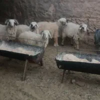 بره نر