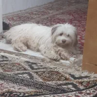 اهواز ملاشیه خیابان کمربندی 4راشدیه|سگ|اهواز, ملاشیه|دیوار