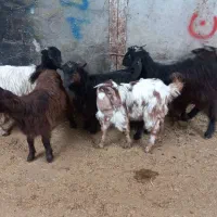 بزغاله ماده(گوسفند)