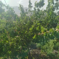 فروش زمین ۶۰۰ متری در روستای زواریان|فروش زمین و ملک کلنگی|سلفچگان, |دیوار