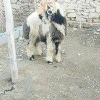 بره قوچ بختیاری|حیوانات مزرعه|کازرون, |دیوار