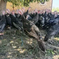 جوجه کشی شراکتی بوقلمون