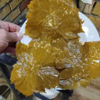 برگ انگورتازه
