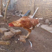 خروس لاری|حیوانات مزرعه|شهر ری, تصفیه خانه|دیوار