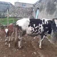 گاو و گوساله