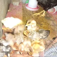 مرغ و جوجه هاش|حیوانات مزرعه|آبدانان, |دیوار