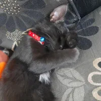 گربه گمشده|گربه|قوچان, |دیوار