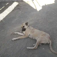 سگ سراب اصیل