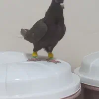 کبوتر رنگی درجه یک