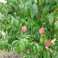 فروش نهال|گل و گیاه طبیعی|ارومیه, |دیوار