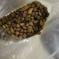 غذای خشک سگ نژاد کوچک بالغ|لوازم جانبی حیوانات|رشت, کوی حسینی|دیوار