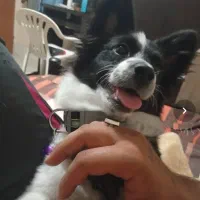 پامر روباهی