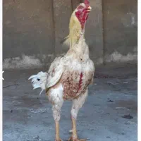 خروس لاری افغان