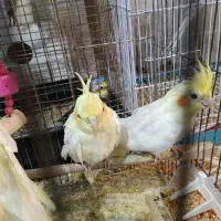 عروس هلندی تخم گزار|پرنده|تبریز, |دیوار