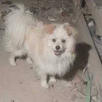 پامر خرسی 14ماه ،نر. کاملا آماده کشش