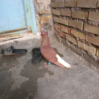 کبوتر رنگی