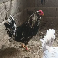 مرغ و خروس گلین|حیوانات مزرعه|شاهدشهر, |دیوار