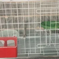 قفس جفتگاه کبوتر