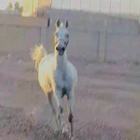 بستان|اسب و تجهیزات اسب‌سواری|اهواز, کوی باهنر|دیوار