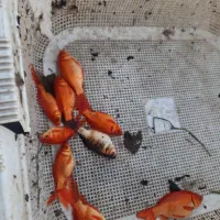 ماهی قرمز|ماهی|رشت, پسیخان|دیوار