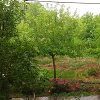 نهال و درخت میوه