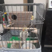 یک جفت عروس هلنی باقفس ویک عددمینا باقفس