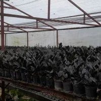 فروش انواع گلهای آپارتمانی|گل و گیاه طبیعی|گتاب, |دیوار