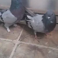 کفتر|پرنده|خمینی‌شهر, |دیوار