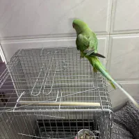 شاه طوطی ،سهره،قناری|پرنده|کرج, کمال‌شهر|دیوار