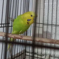 مرغ عشق ماده زیبا و سرحال|پرنده|بابل, |دیوار