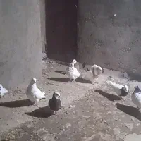 کبوتر طوقی