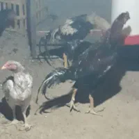 تخم مرغ لهستانی و لاری|حیوانات مزرعه|شیروان (خراسان), |دیوار