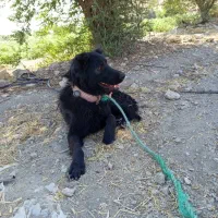 نلیطز|سگ|بهبهان, |دیوار