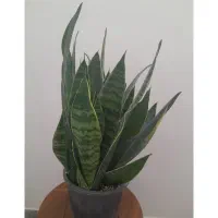 گلهای سرحال وپرریشه|گل و گیاه طبیعی|شاهرود, |دیوار