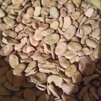 باقالی سوریه