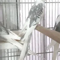 عروس هلندی نر آلبینو دوکت|پرنده|شهریار, شهریار|دیوار