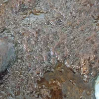 پیاز سرخ شد|خوردنی و آشامیدنی|رشت, پاره بیجار|دیوار