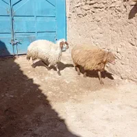 ماده هترو فروشی