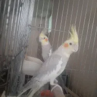 جفت عروس