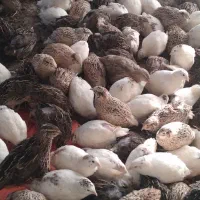 بلدرچین بالغ