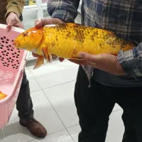 ماهی کوی بزرگ مولد