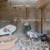 کبوتر خارجی