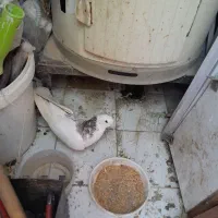 کبوتر زیبا وقشنگ