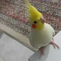 عروس لوتینو