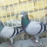 سبز خودمونی|پرنده|کازرون, |دیوار