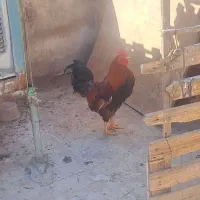 خروس ۸ ماهه جوان